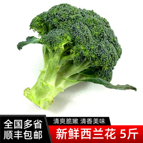 新鲜西兰花5斤 脆嫩青花菜绿花菜西蓝花椰菜 时令蔬菜 包邮