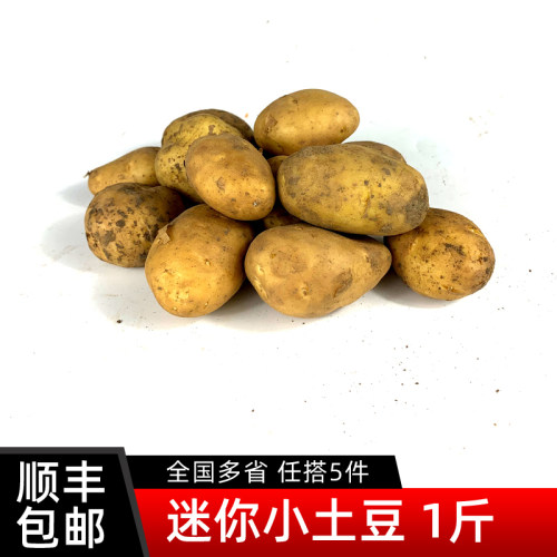 迷你小土豆500g 新鲜蔬菜 农家黄心土豆 马铃薯 小洋山芋 5件包邮