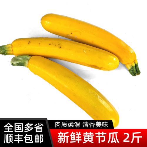 新鲜黄节瓜炒菜凉拌食材