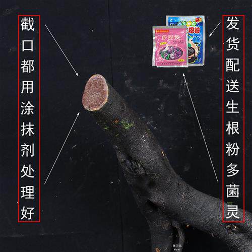 金弹子盆景老桩树桩绿植阳台观果植物四季常青不落叶黑塔子练手桩