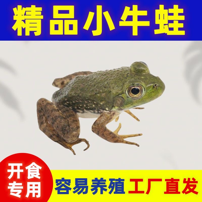 宠物青蛙新鲜饲料林蛙牛蛙养殖食用黑斑稻田钓鱼开口爬行雷龙鲜活