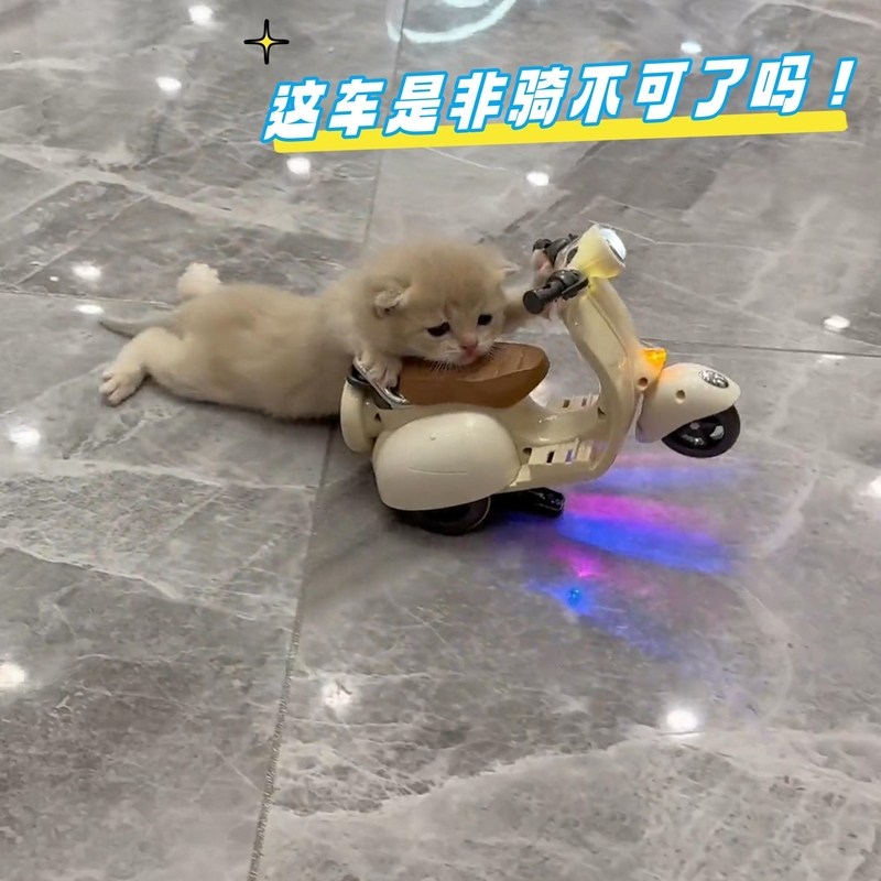 猫咪骑车侠电动摩托车玩具宠物骑的玩具宠物仓鼠特技360度旋转车