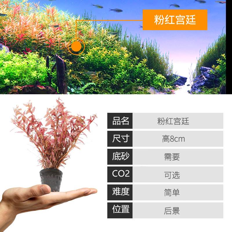 水族水草淡水活体前景草套餐植物迷你牛毛毡坨草懒人草 森怡u汇