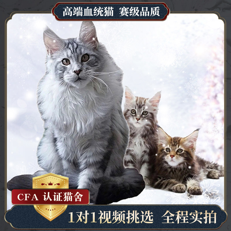 纯种美国缅因猫宠物幼猫中大型巨型缅因库恩猫棕银虎斑缅因猫活体