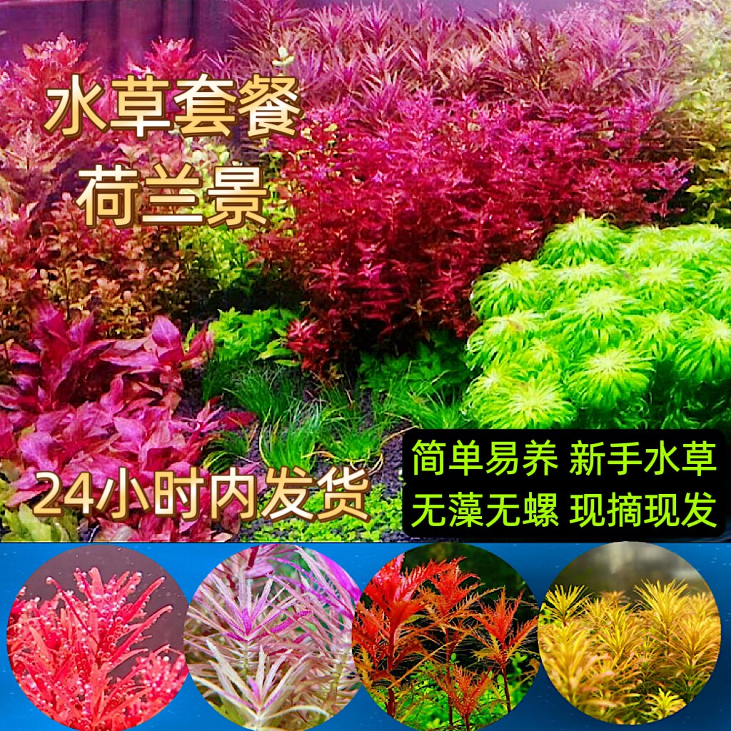 鱼缸水草套餐水下叶造景植物荷兰景阴性活体新手懒人开缸淡水包邮
