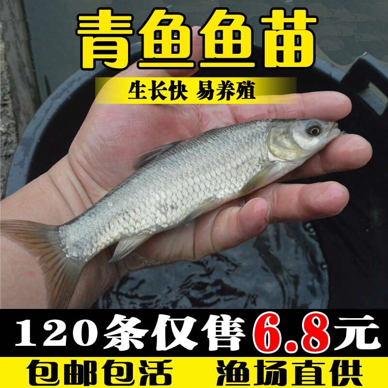 优质螺蛳青鱼苗淡水养殖鱼苗乌皖大青鱼四大家鱼鱼苗打氧包邮包活