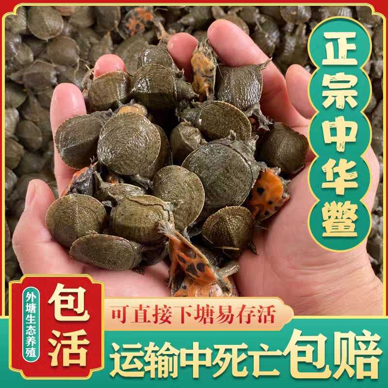 小甲鱼苗活体 外塘甲鱼养殖中华鳖苗团鱼王八宠物 龙鱼水鱼苗活物
