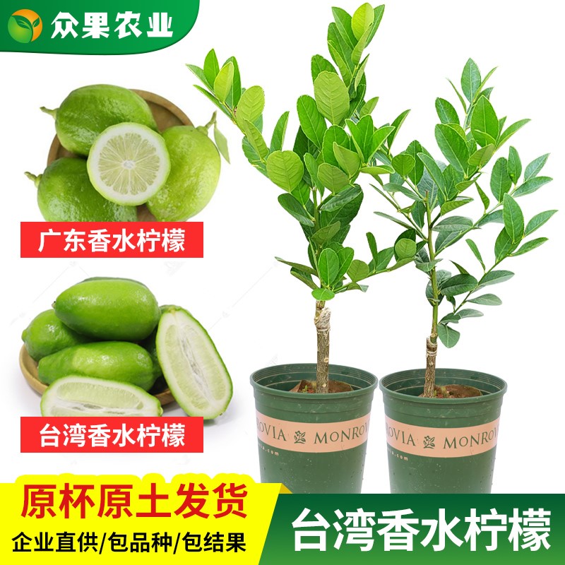 嫁接柠檬树苗带土球带叶当年结果