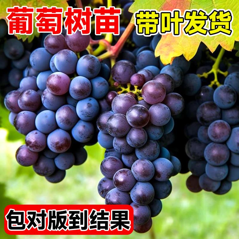 葡萄树苗适合南方种的葡萄巨峰阳光玫瑰夏黑无籽北方耐寒老桩果树图片