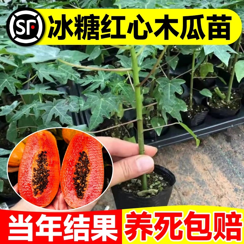 四季木瓜果树果苗冰糖红心水果木瓜特大苗果树庭院南北方种植盆栽