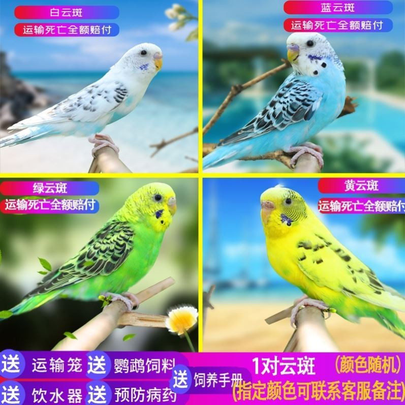 虎皮鹦鹉活鸟活物会说话鹦鹉鸟粮小鸟活鸟云斑鸟笼一对可繁殖宠.