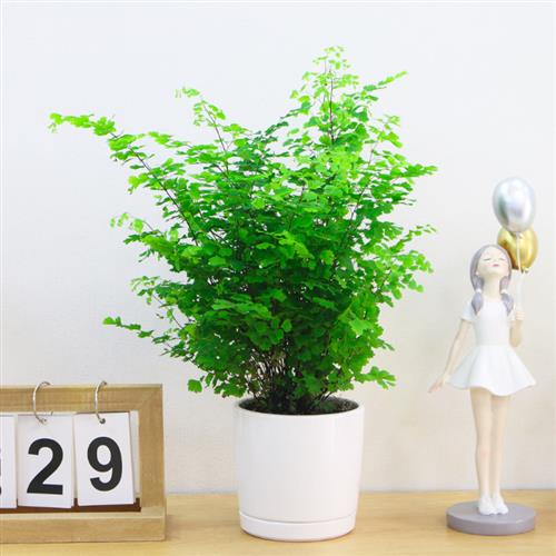 水培铁线蕨耐阴植物净化空气室内盆栽铁丝草四季好养花卉客厅绿植