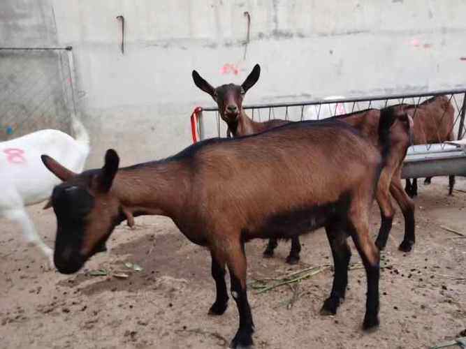 红鹿奶山羊3只