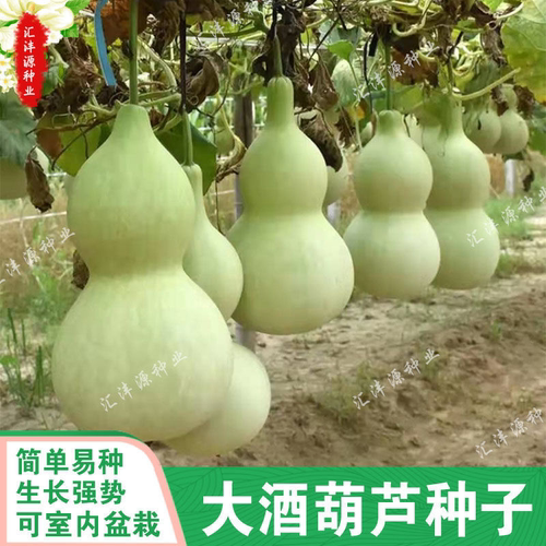 2021年最新款特大酒葫芦