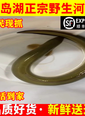 千岛湖正宗河鳗溪鳗新鲜鳗鱼鲜活淡水白鳝鱼整条包活到家海鲜食用