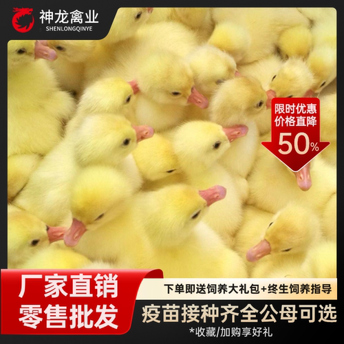 （15只装）正宗纯种小鹅白鹅农村散养三花鹅浙东白鹅皖西宠物鸭