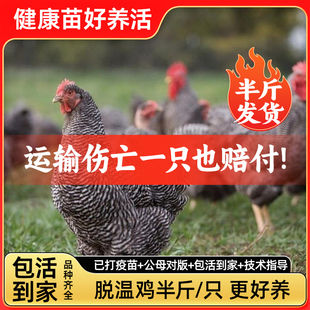 【半大】小鸡活苗芦花鸡三黄鸡活鸡土鸡苗种蛋小鸡五黒鸡苗脱温鸡