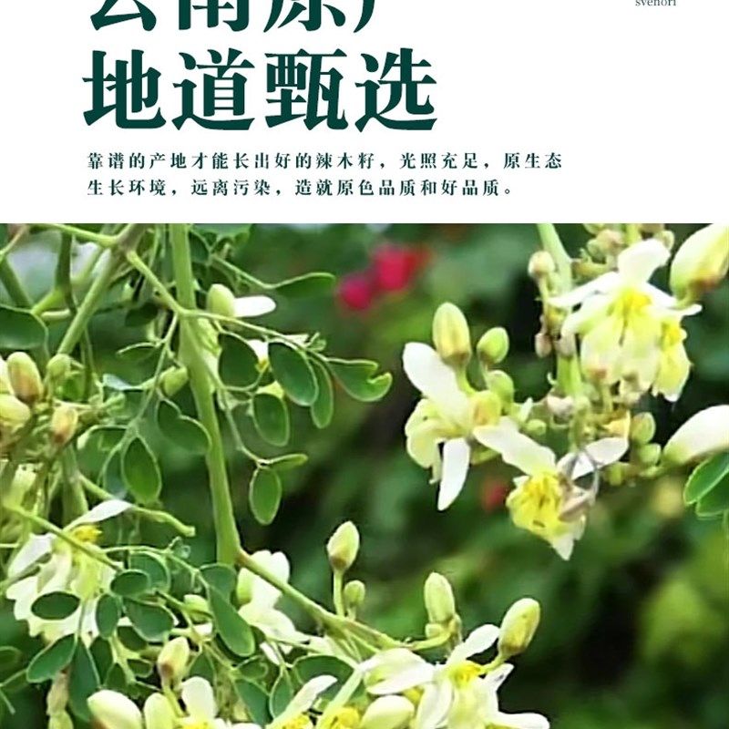 辣木籽中药d材正品大果云南非野生饱满纯天然正品食用辣木子250g