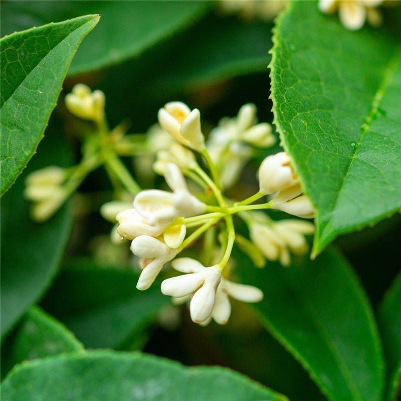 桂花苗盆室内阳台143庭热院香喜阳植物四季开栽花耐寒浓树苗花卉