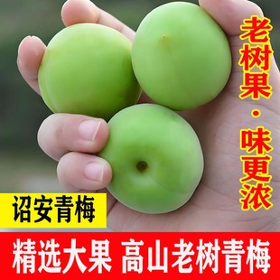 正宗漳州诏安青梅鲜果生大果青梅泡酒专用孕妇水果酸梅子竹梅五斤
