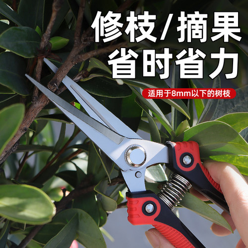 果树修枝专用剪园艺剪刀鲜花剪刀
