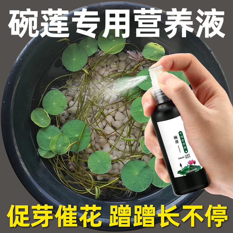 碗莲专用营养液促进开花发芽生根