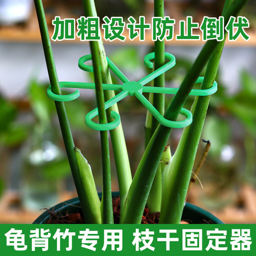 龟背竹支撑杆强力聚拢不伤植物