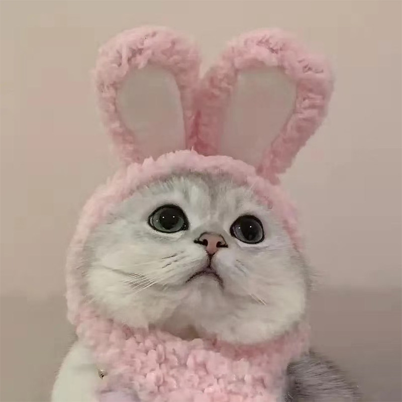 猫咪兔耳朵头套网红头饰可爱小熊幼猫奶猫银渐层宠物拍照搞怪装