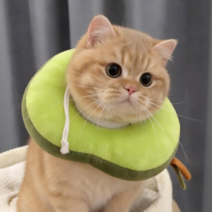 宠物伊丽莎白圈猫狗通用防舔咬