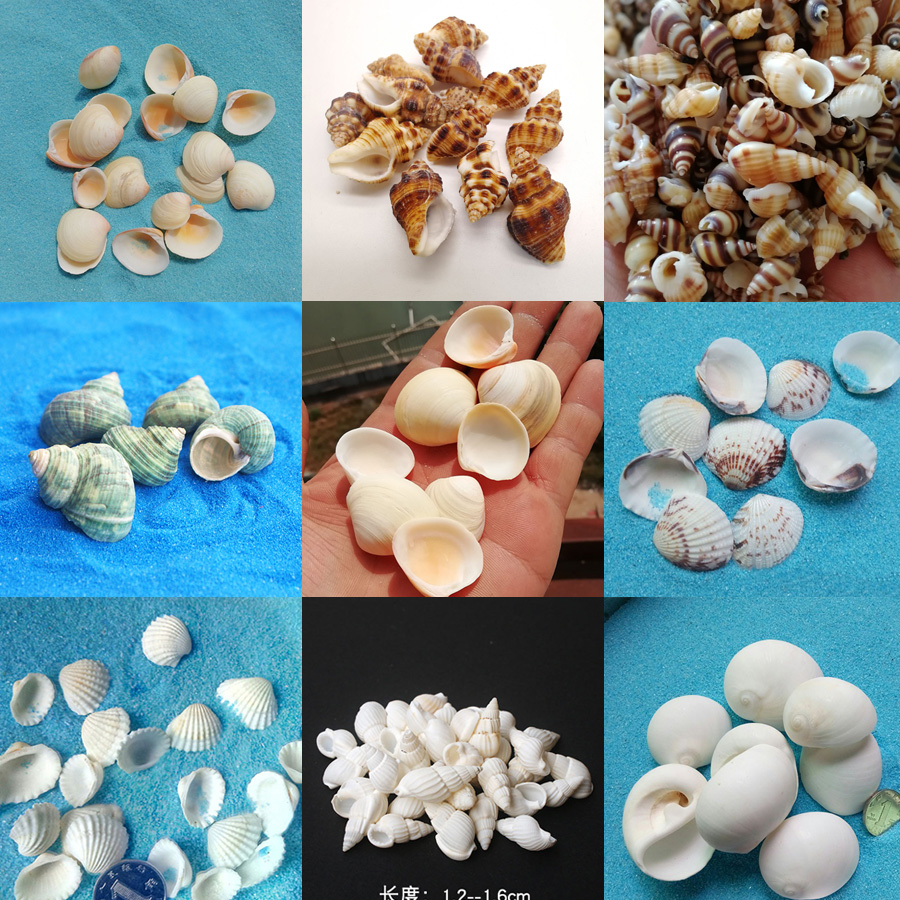 天然纯白贝壳白色海螺小黄螺微景观造景海滩湖泊小摆件多肉装饰品