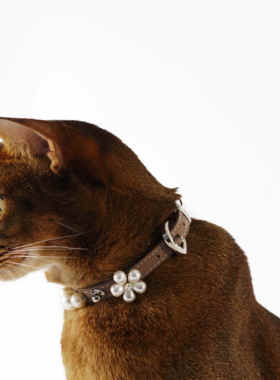 ARCUSCUB宠物项圈珍珠花小狗小型犬幼犬奶狗猫咪超轻脖圈装饰项圈