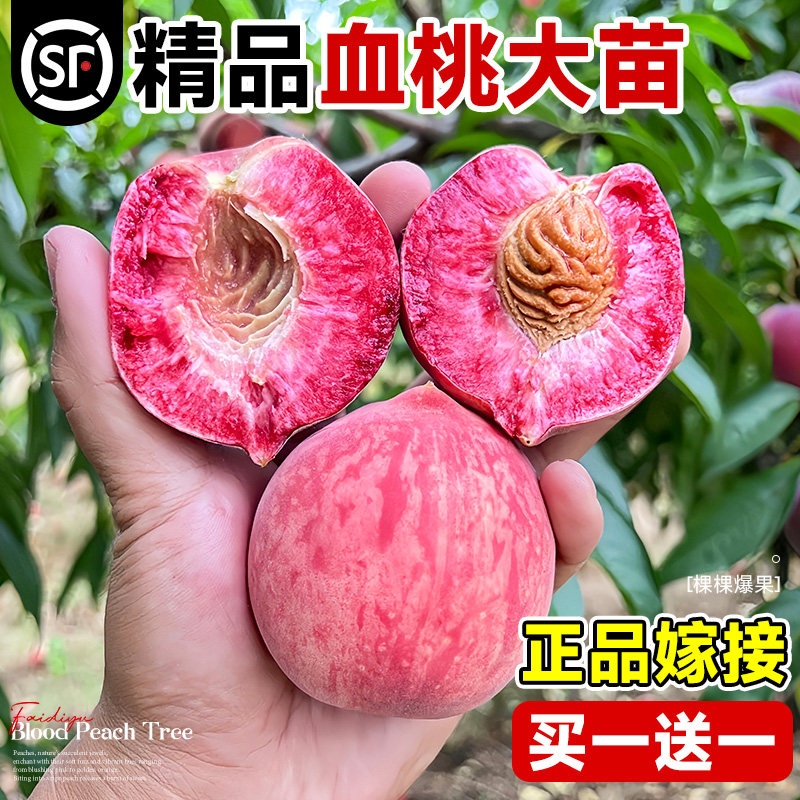 血桃苗特大早熟嫁接桃树苗水蜜桃图片