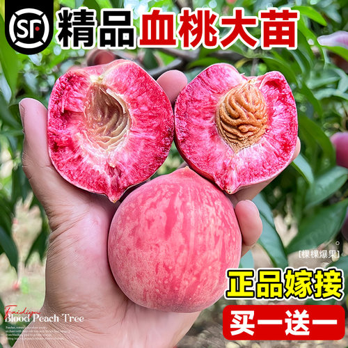 血桃苗特大早熟嫁接桃树苗水蜜桃
