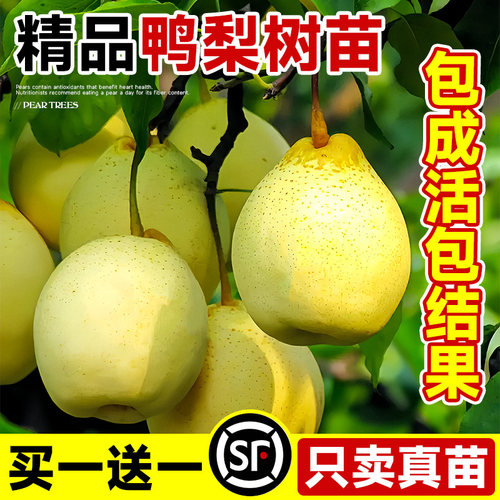 梨树果苗嫁接苗翠冠梨树丰水梨