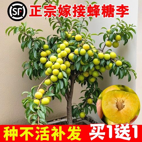 蜂糖李子树苗水果树果苗盆栽南北方种植冰糖红心三华李新品种贵州