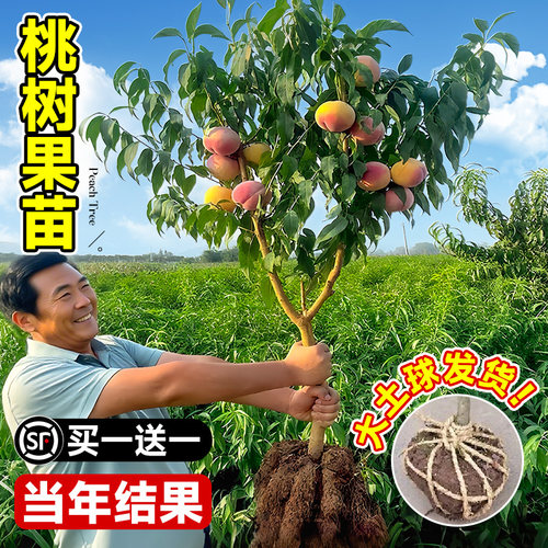桃树果苗新品种嫁接巨型桃树