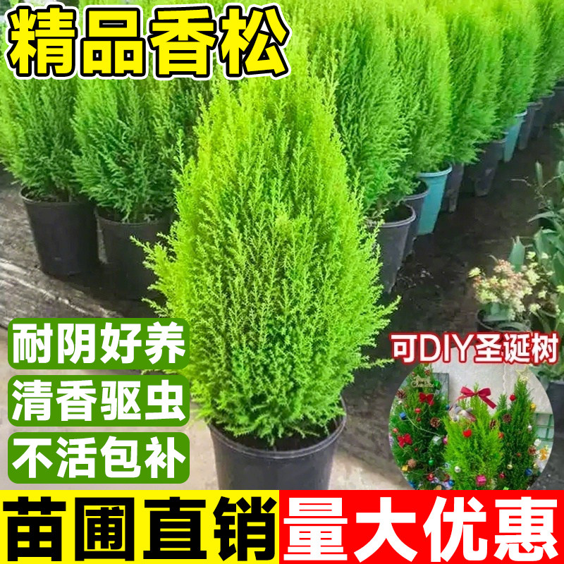 香松圣诞树盆栽大棒棒糖金冠柏耐寒自带香气新款真树节日装饰礼物