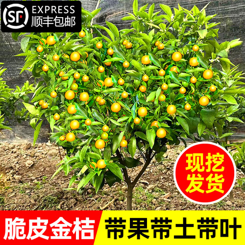带果金桔盆栽树苗四季食用小金桔