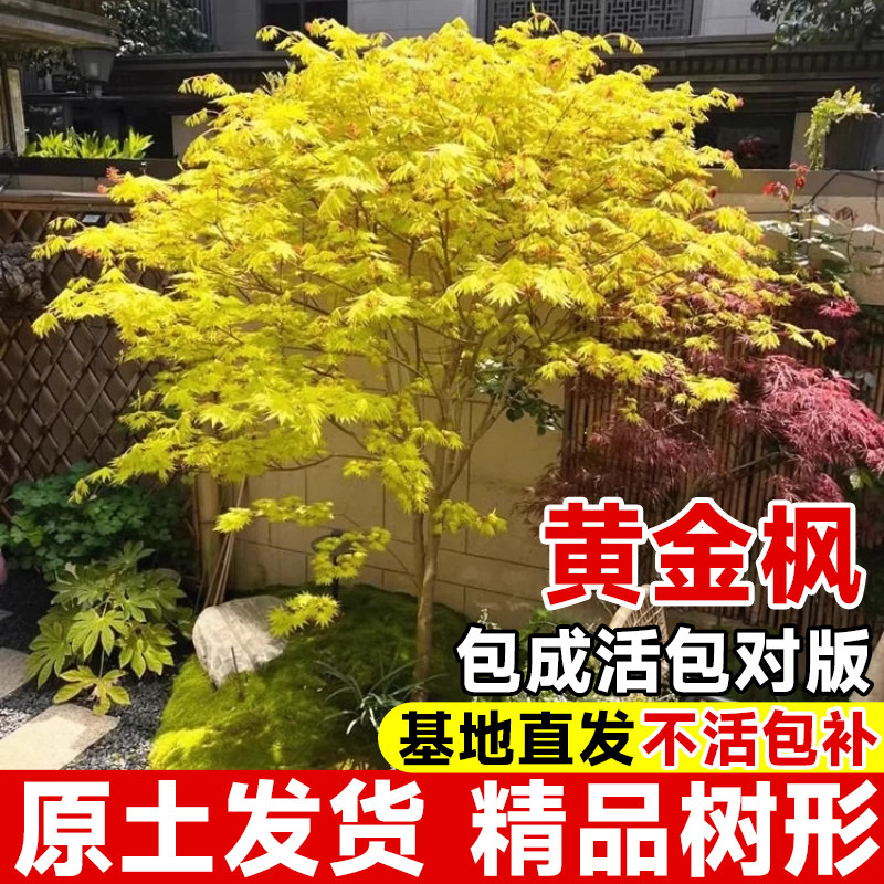 黄金枫树苗正宗橙之梦红枫树苗图片