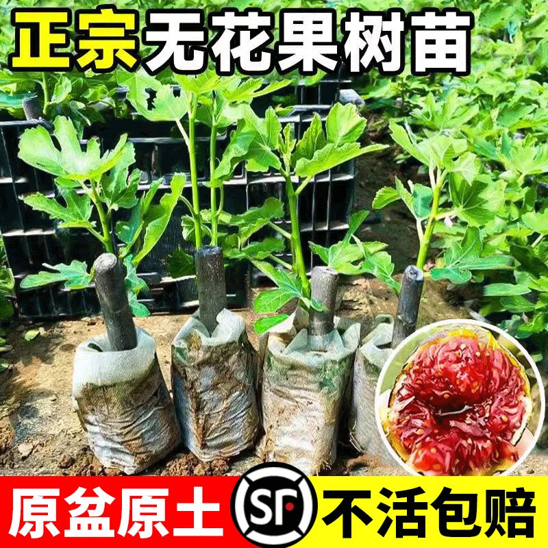无花果树苗波姬红矮化嫁接图片