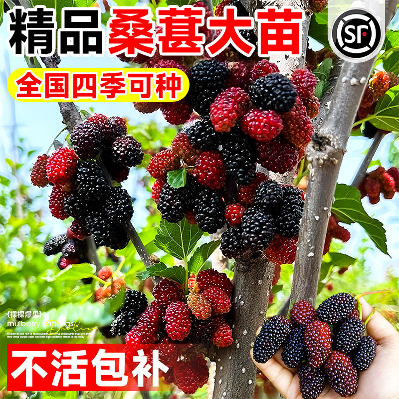 桑葚树苗盆栽白长果桑椹叶蓝莓树南北方四季树莓苗水果树果苗大全