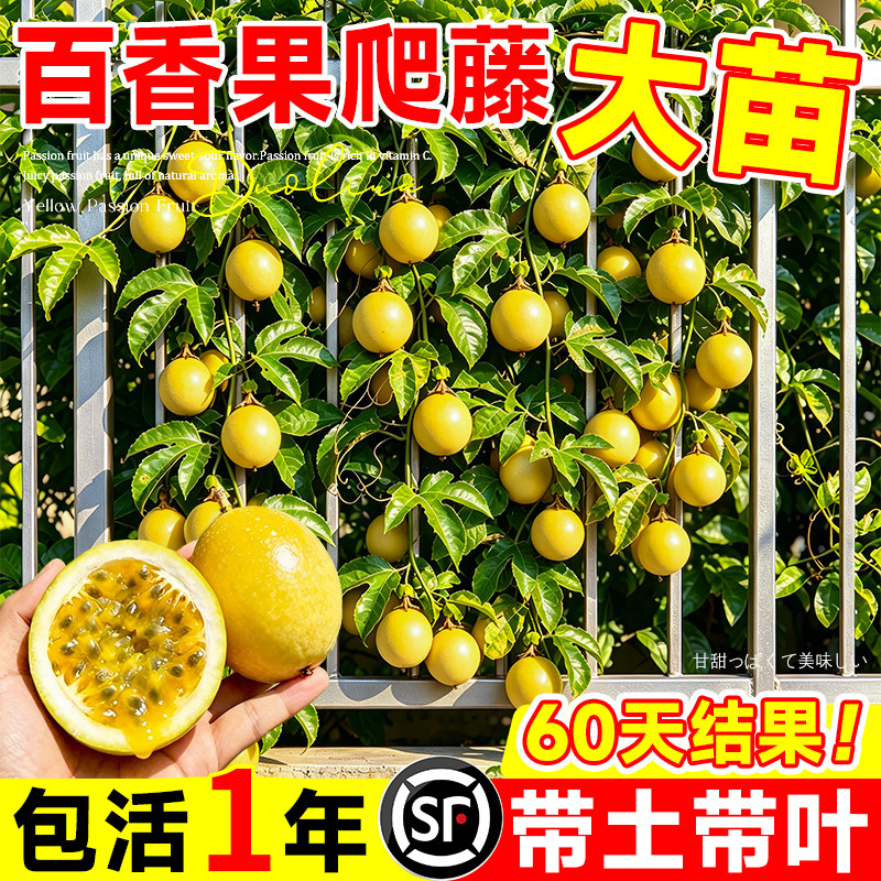 黄金钦密9号百香果大苗带果图片