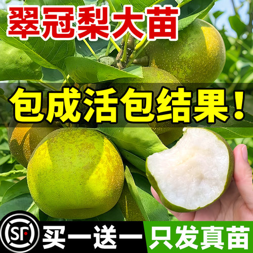 嫁接新品种早熟蜜糖梨苗翠冠梨树