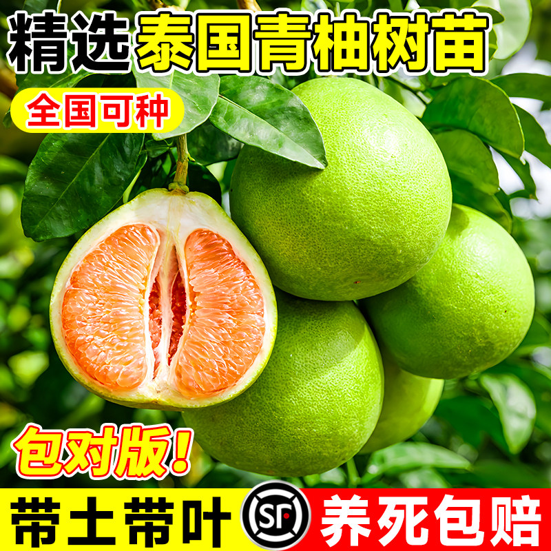 正宗泰国红宝石青柚苗三红蜜柚嫁接特大果柚子树苗南北方盆栽地栽