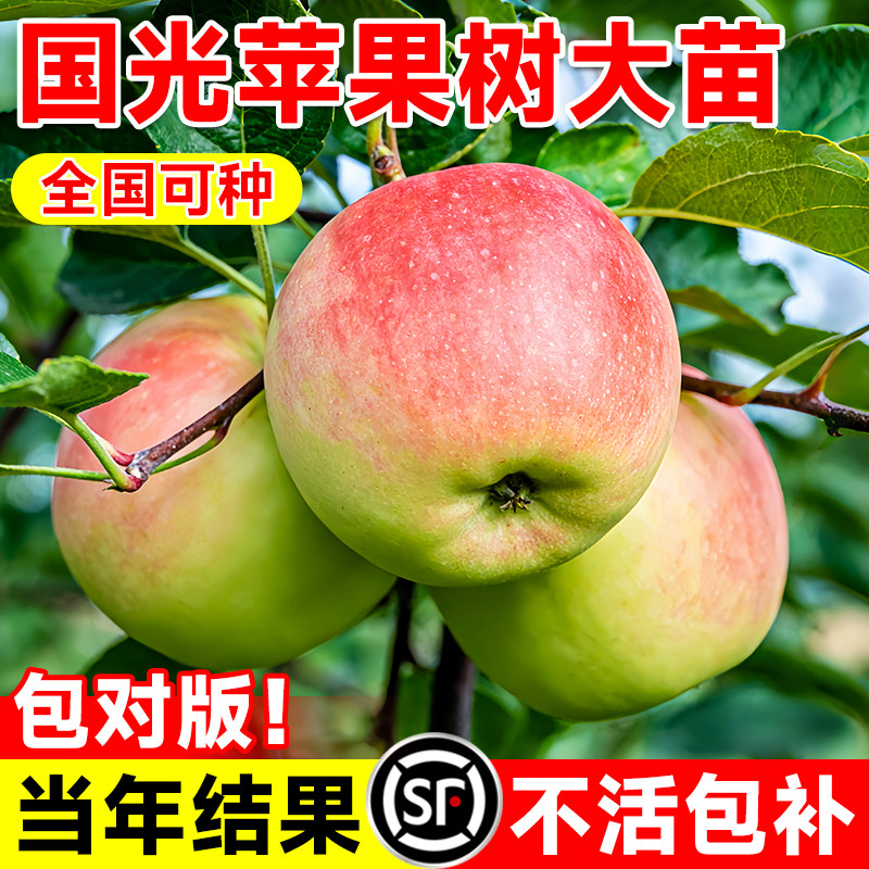 老品种国光苹果树苗矮化盆栽庭院图片