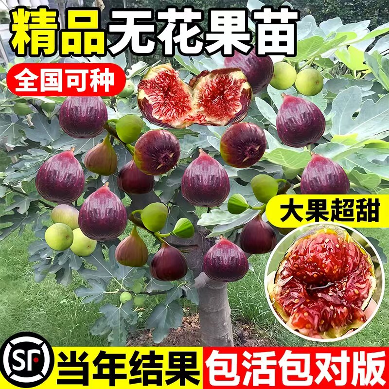 无花果树苗特大盆栽波姬红果苗树图片