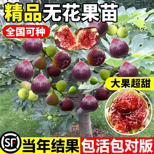 无花果树苗特大盆栽波姬红果苗树