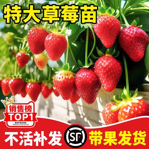 奶油草莓苗果树苗南方北方盆栽地栽四季结果食用草莓秧特大草莓苗