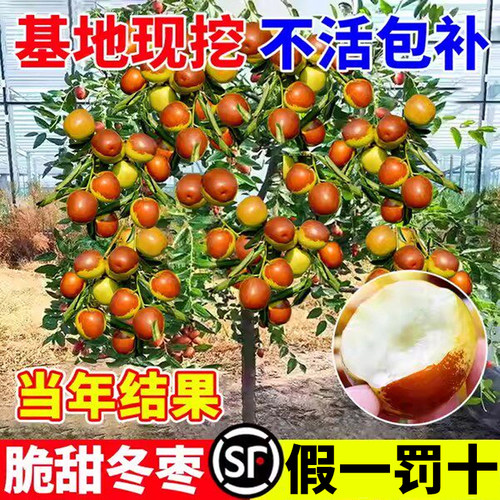 枣树活苗大枣超甜冬枣树苗地栽