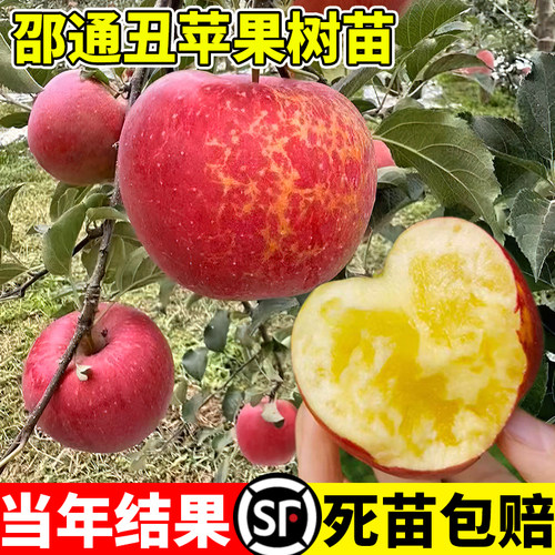 云南昭通丑苹果树苗嫁接特